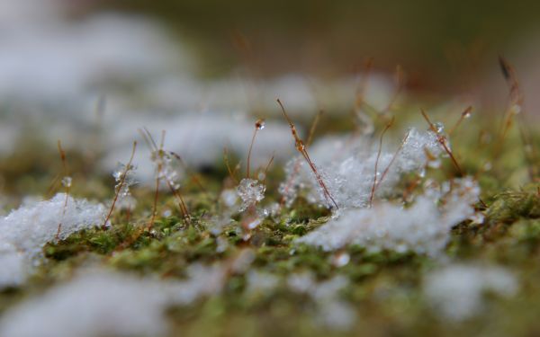 雪,草,泥,春,表面