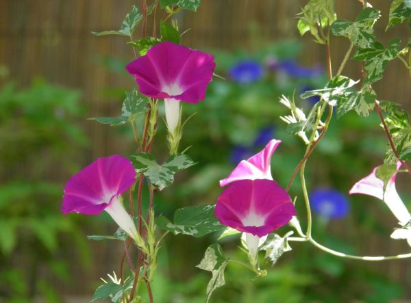 πρωϊνή δόξα,λουλούδια,πράσινος,bindweed,θολούρα