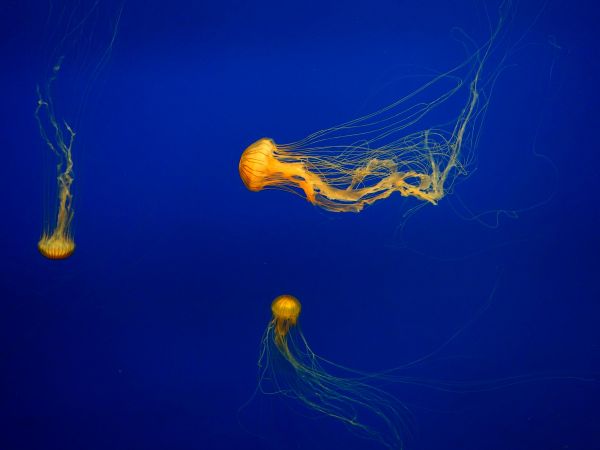 bleu,jaune,USA,Atlanta,aquarium,meduse