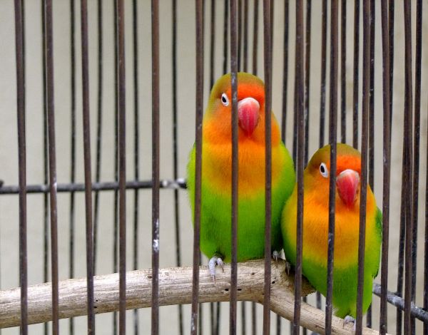 villages,parrot,village,couple,France,beak