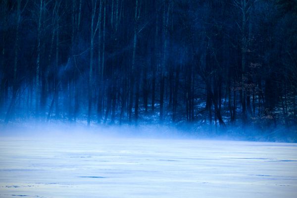 Árboles,nieve,bosque,niebla,oscuro,lago