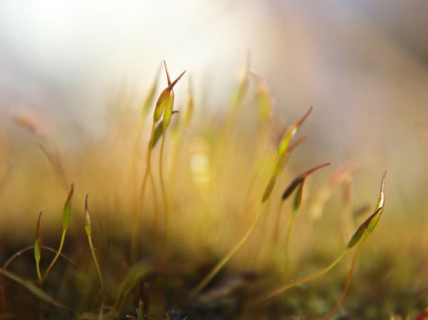 sunlight,nature,grass,sky,macro,moss