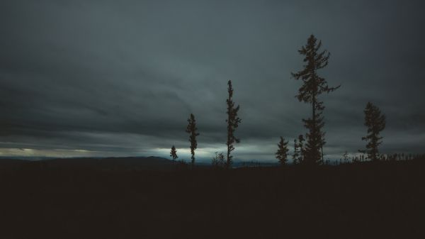 Landschaft,Natur,Wald,Bäume,dunkel,Filter