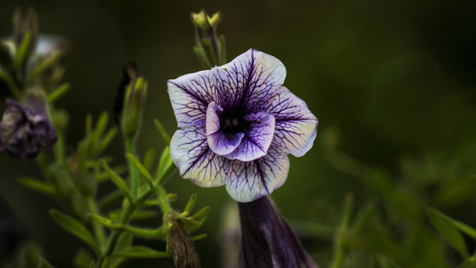 fiore, pianta, viola, petalo, terrestrial plant, erba, viola, pianta fiorita, pianta annuale, avvicinamento, groundcover, Fiore di campo, fotografia macro, blu elettrico, staminali vegetali, Perennial plant, pianta erbacea, magenta, Iris, famiglia viola, Geissorhiza, agricoltura, gentian family, monkshood