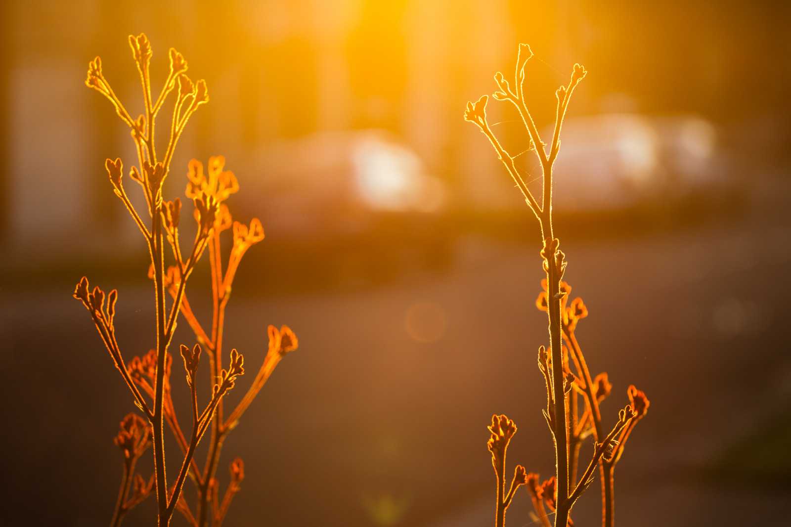 zonsondergang, fabriek, bloem, landschap, buiten, gouden, voorstads-, bokeh, suburbia, Australië, Melbourne, Victoria, DepthOfField, gebladerte, onderzoeken, gloed, sereen, minimalisme, 32, gouden uur, ivanhoe, 2048, geolocatie, Kangaroopaw, Rimlampen, nagegaan, camera maken canon, exif maken canon, geo land australië, canoneos5dmarkii, Geo state victoria, Camera model canoneos5dmarkii, gavowen, Exif model canoneos5dmarkii, exif focalLength 140mm, exif opening 45, canonef70300mmf456lisusm, exif lens ef70300mmf456lisusm, geo city ivanhoe, geo lon 1450400360549, geo lat 37774989676656, exif ISOSpeed ​​125