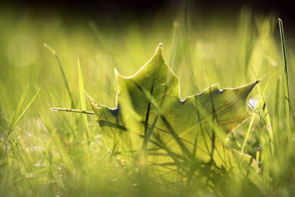 zonlicht, water, natuur, reflectie, gras, fotografie