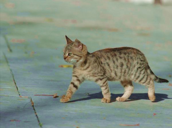 gato,cola,asiático,fauna silvestre,Gatitos,bigotes