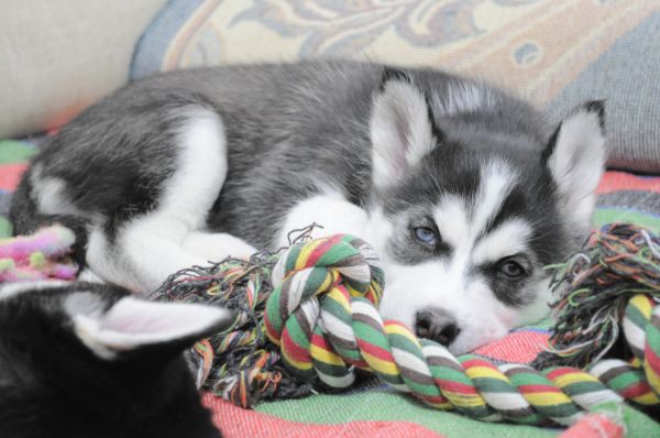 cachorro,Husky siberiano,Malamute do Alasca,cachorro,Husky,mamífero