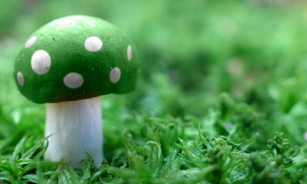 video games,grass,mushroom,green,Super Mario,fungus