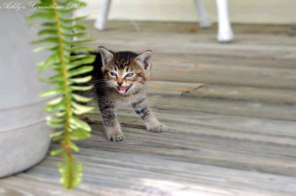 velho, azul, Árvores, gatos, bebê, 6