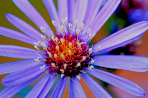 bloemen,natuur,macro,fotografie,artwork,detailopname