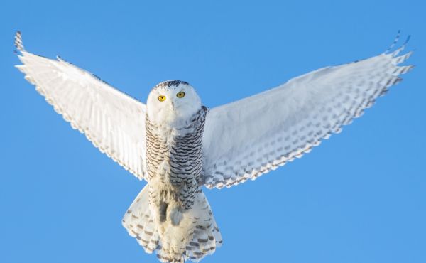 cielo,uccello rapace,gufo,aquila,becco,Ali