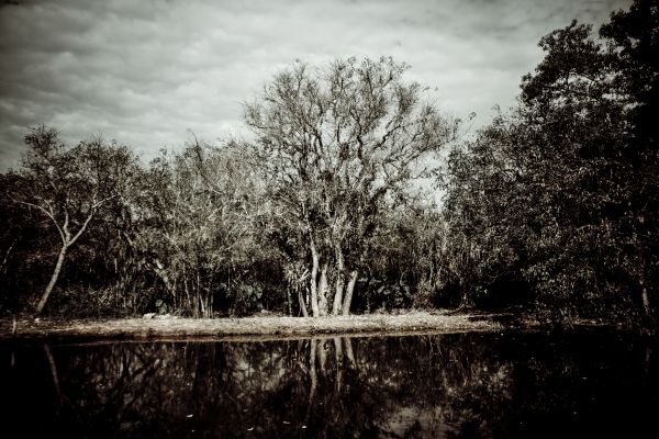 lumière du soleil, des arbres, paysage, forêt, gens, blanc