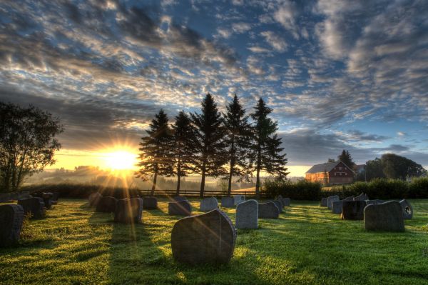 sollys,trær,landskap,solnedgang,natur,gress