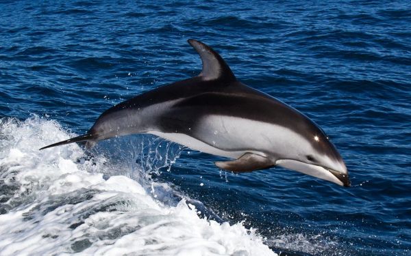 mer,eau,dauphin,la biologie,éclaboussure,saut