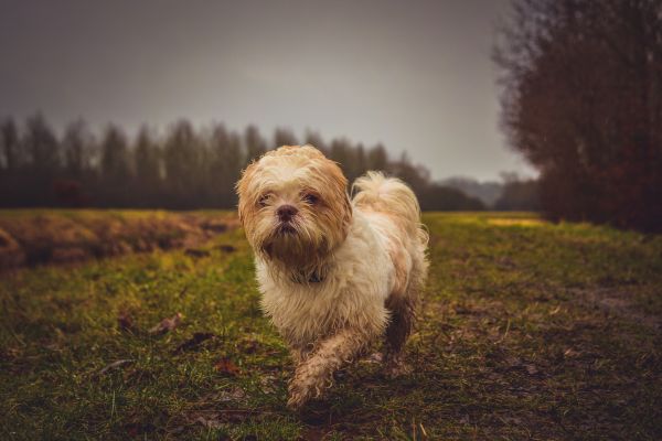 куче,бял,дъжд,Nikon,мокър,мръсен