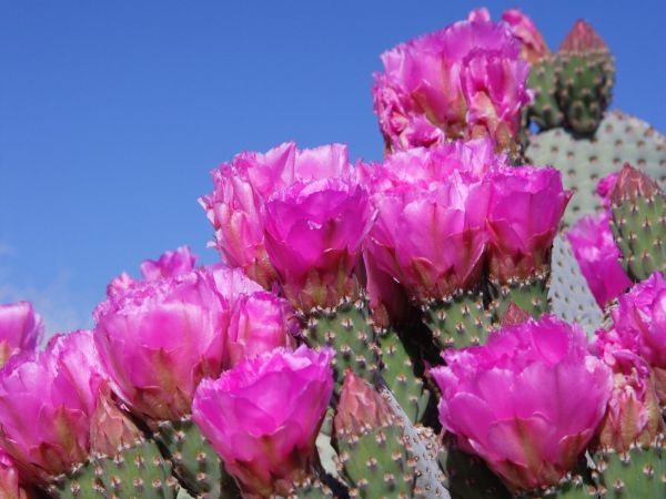 flor,floração,interior,cacto