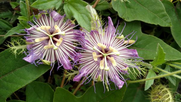 flor,plantar,flora,Planta de florescência,Flores azuis,Videiras