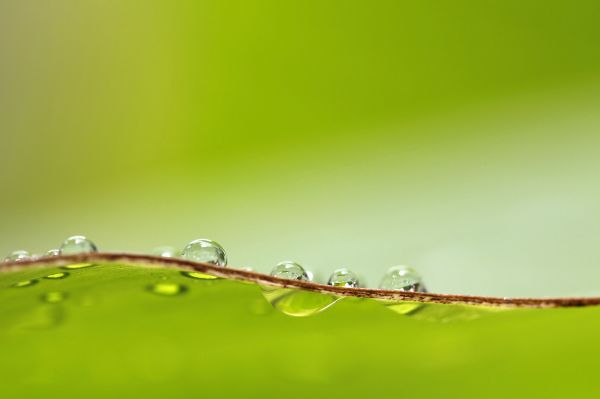 luz,abstrato,borrão,Macro,verde,natureza