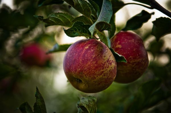 Arbol,naturaleza,2560x1700 px,manzanas,Rojas