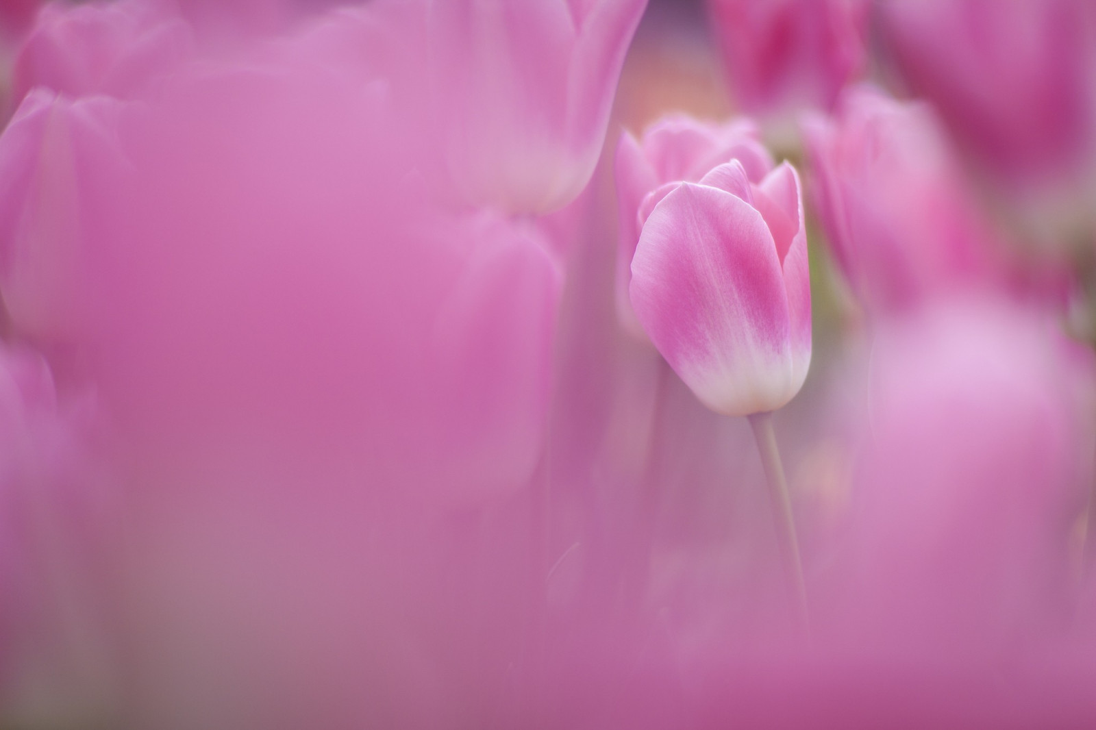 2048x1365 px, Flores, flores cor de rosa, Tulipas