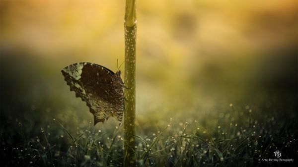 Sonnenlicht, Natur, Fotografie, Wasser, Betrachtung, Gras