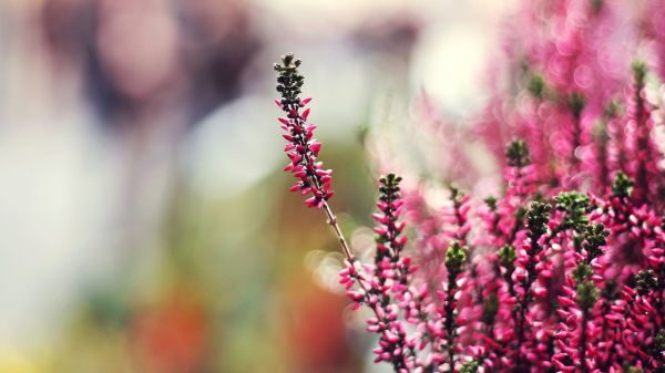 1920x1080 px, Bokeh, Profundidade de campo, Flores, natureza, Macro