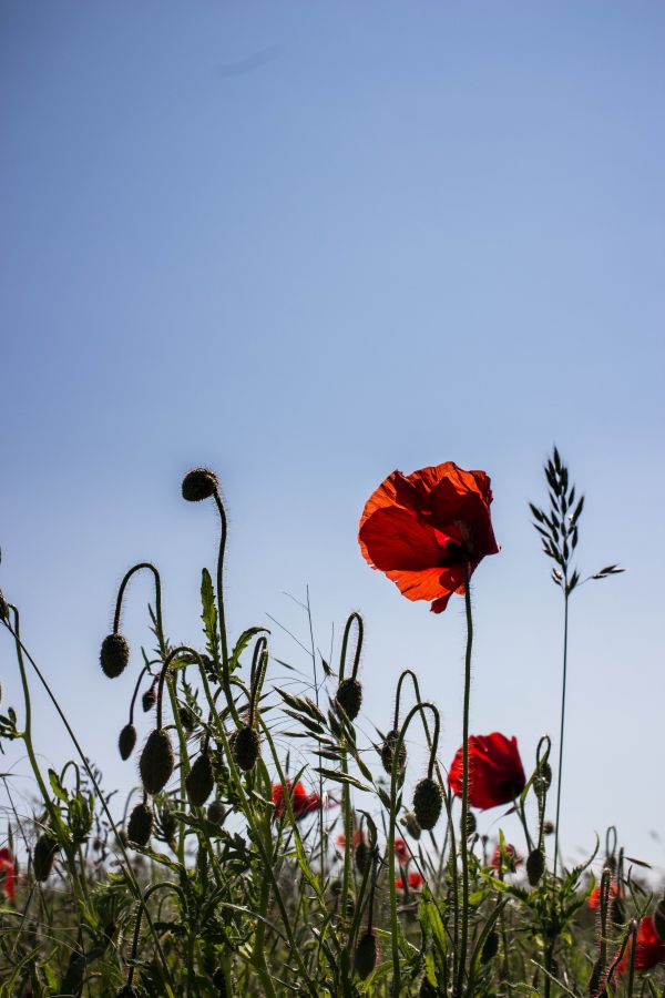 natur,himmel,rød,græs,Mark,valmuer