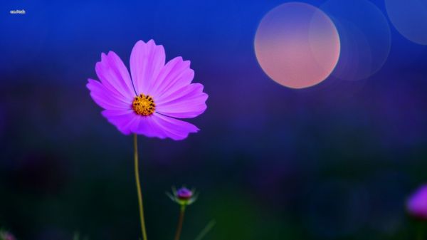 Flores,flores cor de rosa,1920x1080 px,Bokeh,Flor do cosmos