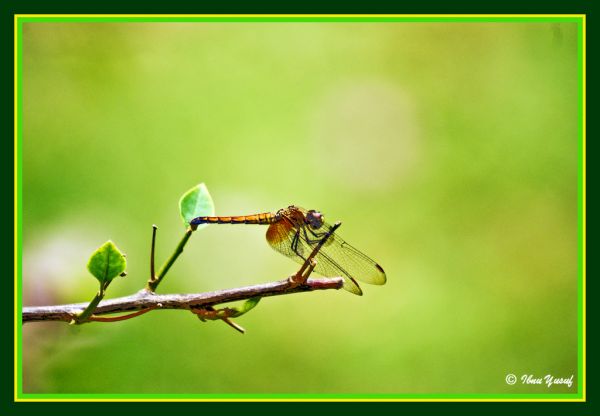 แมลง,สีเขียว,มาเลเซีย,bokeh,บิน,ทอง