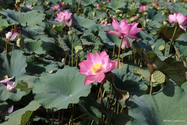 blomst, anlegg, Lotus, petal, blad, botanikk