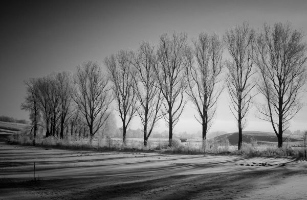 slnečnému žiareniu,krajina,čierna,Monochrome,príroda,stromy