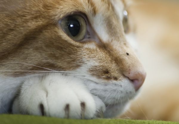 gato,césped,fauna silvestre,pelaje,nariz,Gatitos