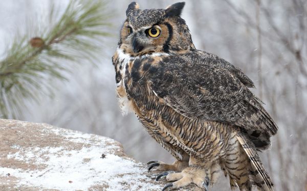 faune,oiseau de proie,hibou,le bec,Faucon,oiseau