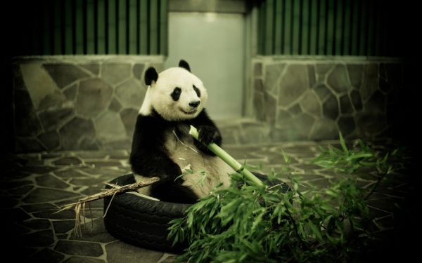 panda,Eläintarha,bambu