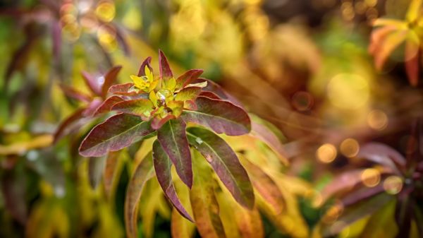 macro, piante, gocce d'acqua, natura, avvicinamento, autunno