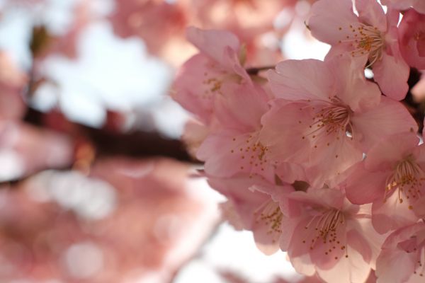 日本,フード,自然,ブランチ,フルーツ,桜の花