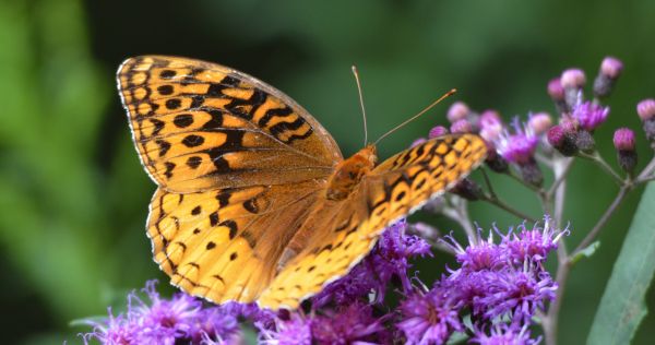 Flores, verano, naranja, naturaleza, bronce, insecto