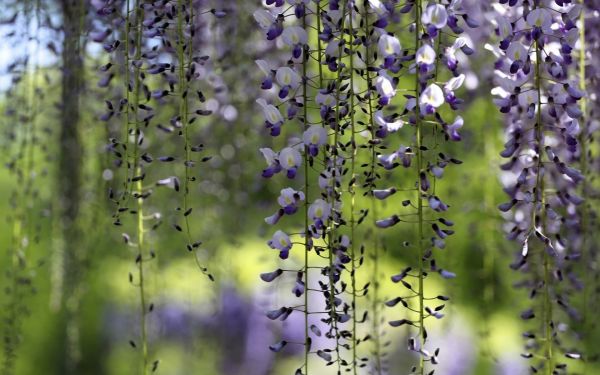 skärpedjup, blommor, natur, gräs, växter, gren