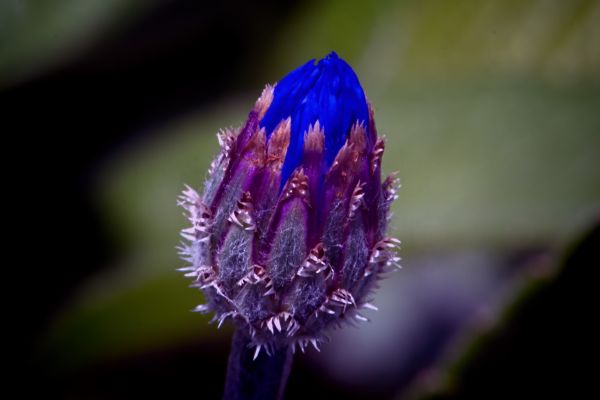 planta,flor,naturaleza,de cerca,macro,Wisconsin