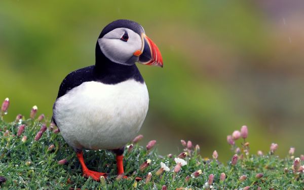 дивата природа,клюн,птица,черно,Puffins,красив