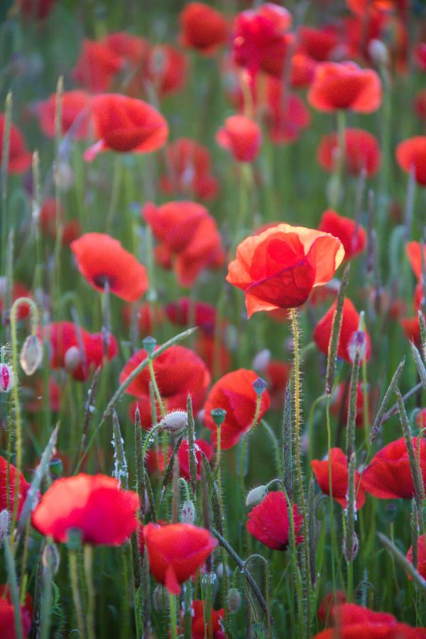 vermelho,campo,Cajado,flor,plantar,Papoila