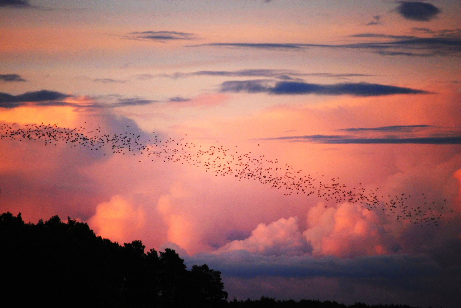 licht, zonsondergang, hemel, naturaleza, natuur, regen, vogelstand, wolken, landschap, atardecer, lluvia, dag, Zweden, Natur, kudde, cel, stormachtig, paisaje, pajaros, regenachtig, cielo, nubes, uppsala, Sverige, suecia, Kaja, Solnedgang, landskap, f Glar, moln, kauw, Uppland, kv ll, bandada, tormentoso, kajor, grajilla