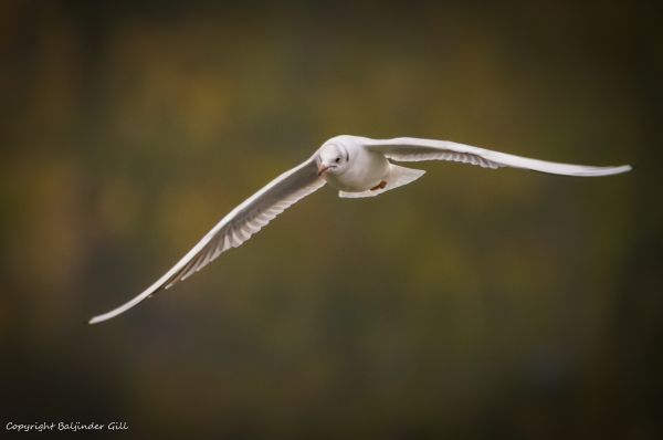 Vögel,Tiere,Natur,Tierwelt,Nikon,Schnabel