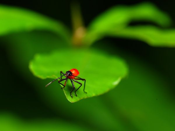 Côn trùng,Bọ cánh cứng,lá,Đỏ,màu xanh lá,Bay