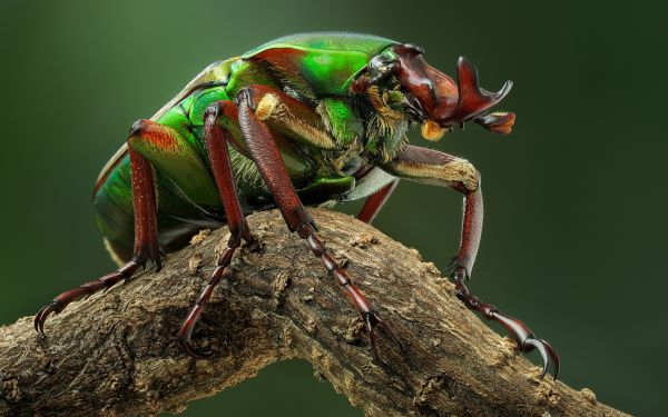 scarafaggio,macro,ramo,insetto,natura,profondità di campo