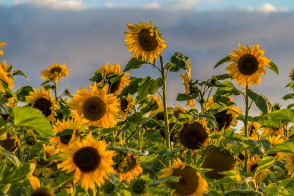 solljus,natur,fält,gul,blomma,växt