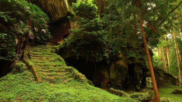 luce del sole, foresta, natura, verde, valle, coperto di vegetazione