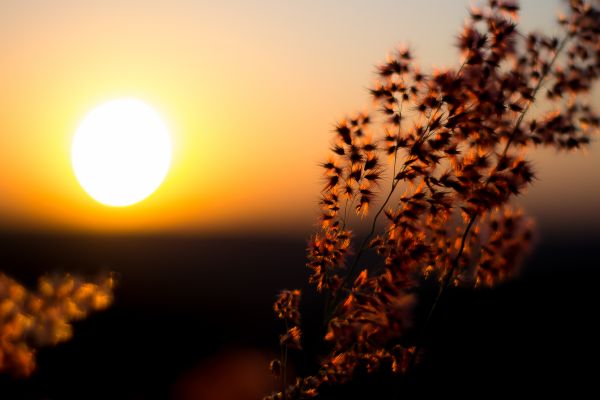 Sonnenuntergang,Sonnenlicht,Natur,Sonne,Schönheit,Sonnenschein