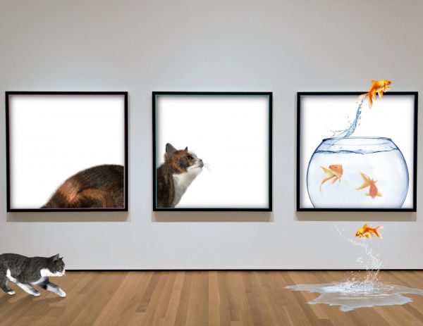 1920x1483 px,chat,poisson,musée